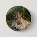 Search for wildcat badges Lynx