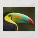 Search for keel billed toucan postcards Colourful