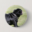 Search for black pug badges Bob and pam langrish
