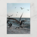 Search for feeding postcards Fish