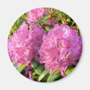 Search for rhododendron magnets Colourful