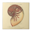 Search for shell the tiles Ocean