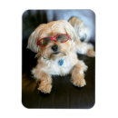 Search for dog magnets Cute