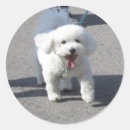 Search for bichon stickers Puppy