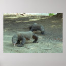 Search for komodo dragon posters Photography