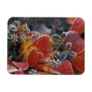 Search for denali magnets Autumn
