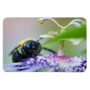 Search for bumble bee magnets Nature