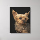 Search for yorkie canvas prints Animal