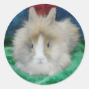 Search for fluffy rabbit stickers Cute