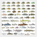 Search for freshwater stickers Catfish