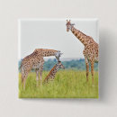 Search for giraffe pictures badges Animals