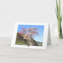 Search for cherry tree cards Sakura