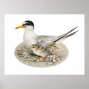 Search for birds nesting posters Bird nest