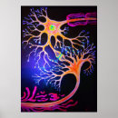 Search for synapse posters Neurons
