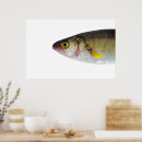 Search for fish designs posters Salmon