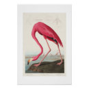 Search for audubon posters Birds of america