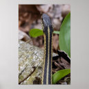 Search for yellow snakes posters Nature