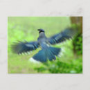 Search for bluejays postcards Nature