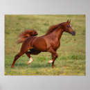 Search for manes posters Animal