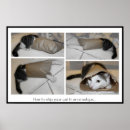 Search for veterinary posters Cat