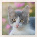 Search for little kitty barware Cat