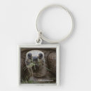 Search for tortoise key rings Marine life