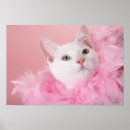 Search for boa posters Animal