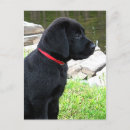 Search for labrador retriever dog postcards Puppy
