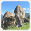 Search for grazing stickers Cow