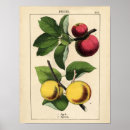 Search for vintage apricot posters Fruit