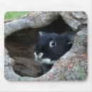 Search for rabbit mouse mats Nature