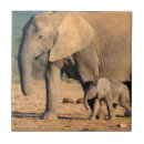 Search for african elephant tiles Colour image