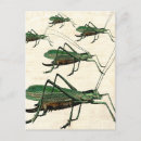 Search for grasshoppers postcards Katydid