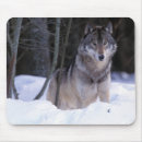 Search for dangerous animals electronics Fauna
