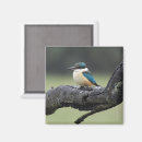 Search for kookaburra magnets Kingfisher