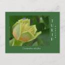 Search for tulip tree postcards Poplar