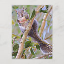 Search for grey squirrel postcards Mammal