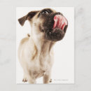 Search for small dog breed postcards Nature