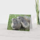 Search for marmot cards Groundhog