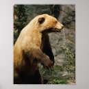 Search for bear hunter posters Nature
