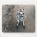 Search for joey mouse mats Animals