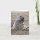 Search for baby seal cards Elephant