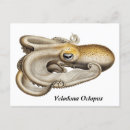 Search for octopus illustration postcards Nautical