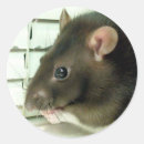 Search for cute rats stickers Rodents