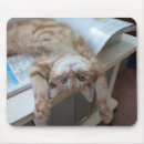 Search for cat looking electronics No people