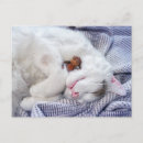 Search for sleep horizontal postcards Rest