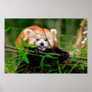 Search for panda posters Wildlife