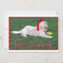 Search for golden retriever christmas cards Cute