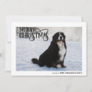 Search for bernese mountain dog christmas cards Happy pawlidays