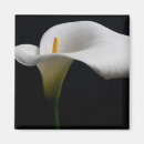 Search for white lily magnets Garden